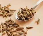 What are the effects of insect consumption on human health?