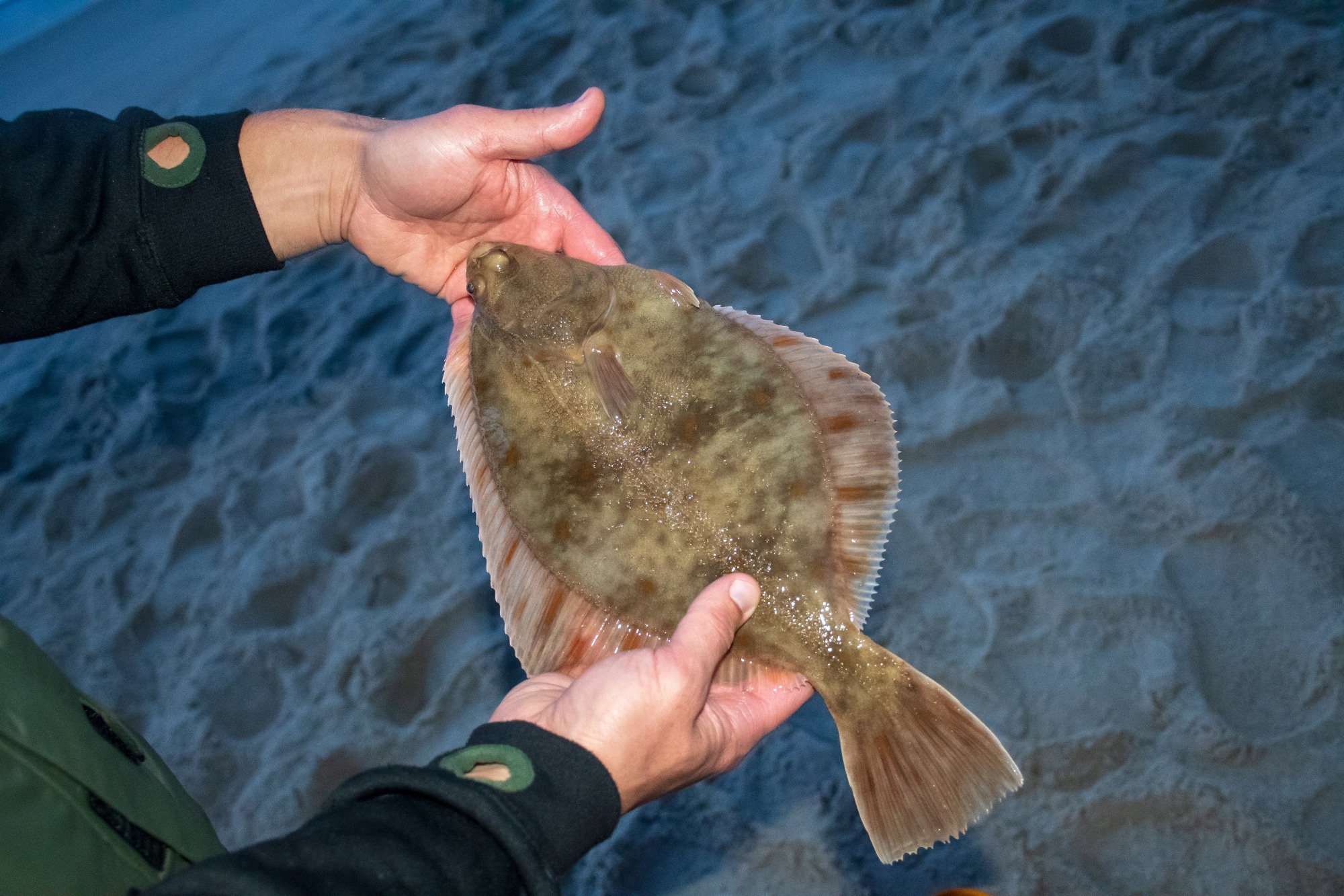 Study: Synergy between Winter Flounder antimicrobial peptides. Image Credit: MicheleUrsi/Shutterstock.com