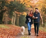 The mutual health benefits resulting from the relationship between owners and their dogs