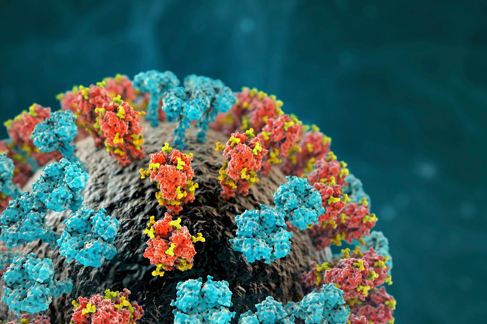 Cómo su interacción da forma a la inmunidad en infecciones y enfermedades autoinmunes
