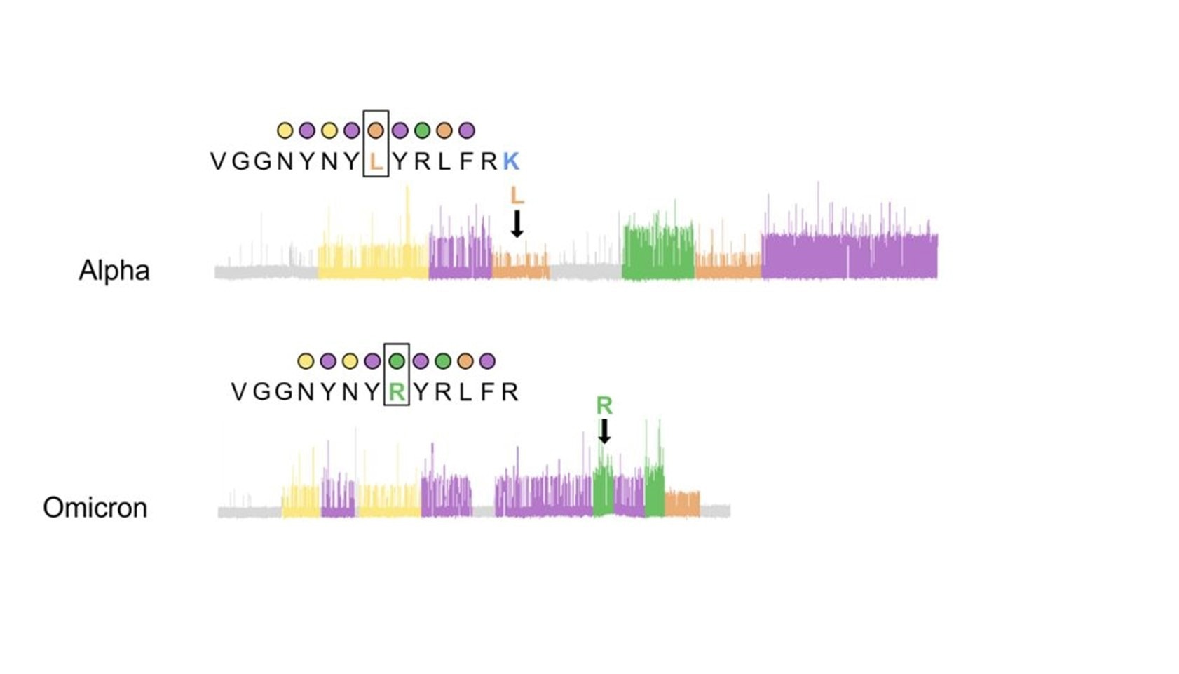 Figure 3. Example protein sequencing traces of SARS-CoV-2 variants for the peptide where the L452R mutation occurs shows that recognizer binding produces clear kinetic differences influenced by the L452R mutation that can be detected with Quantum-Si’s Platinum instrument, effectively differentiating the Alpha variant from Omicron.
