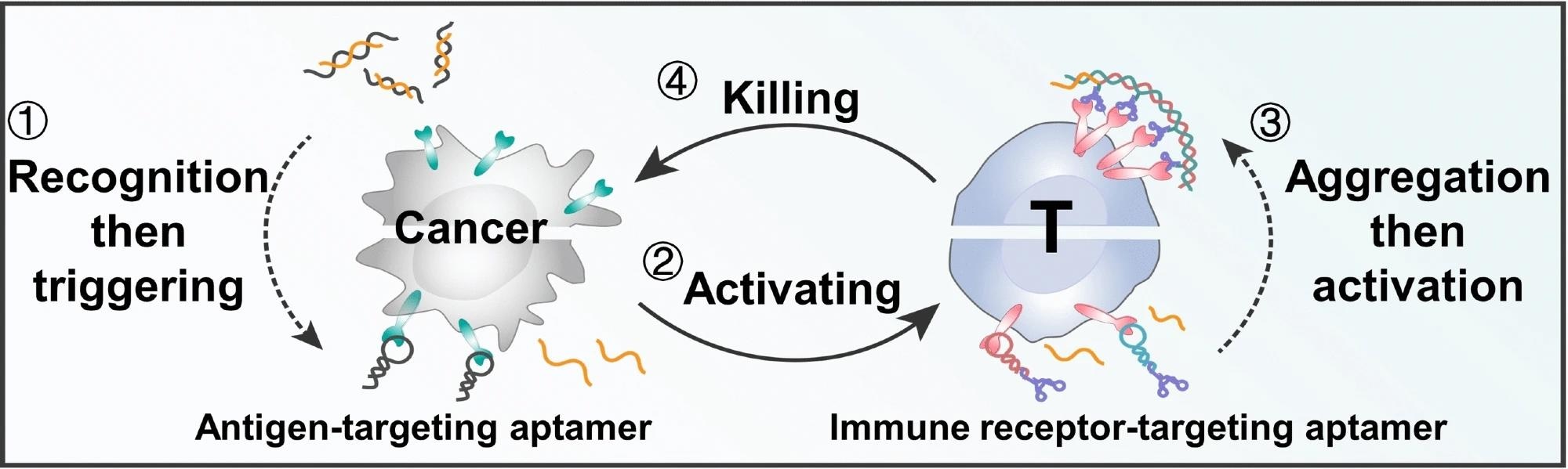 Researchers develop new, modular strategy for T-cell-based immunotherapy