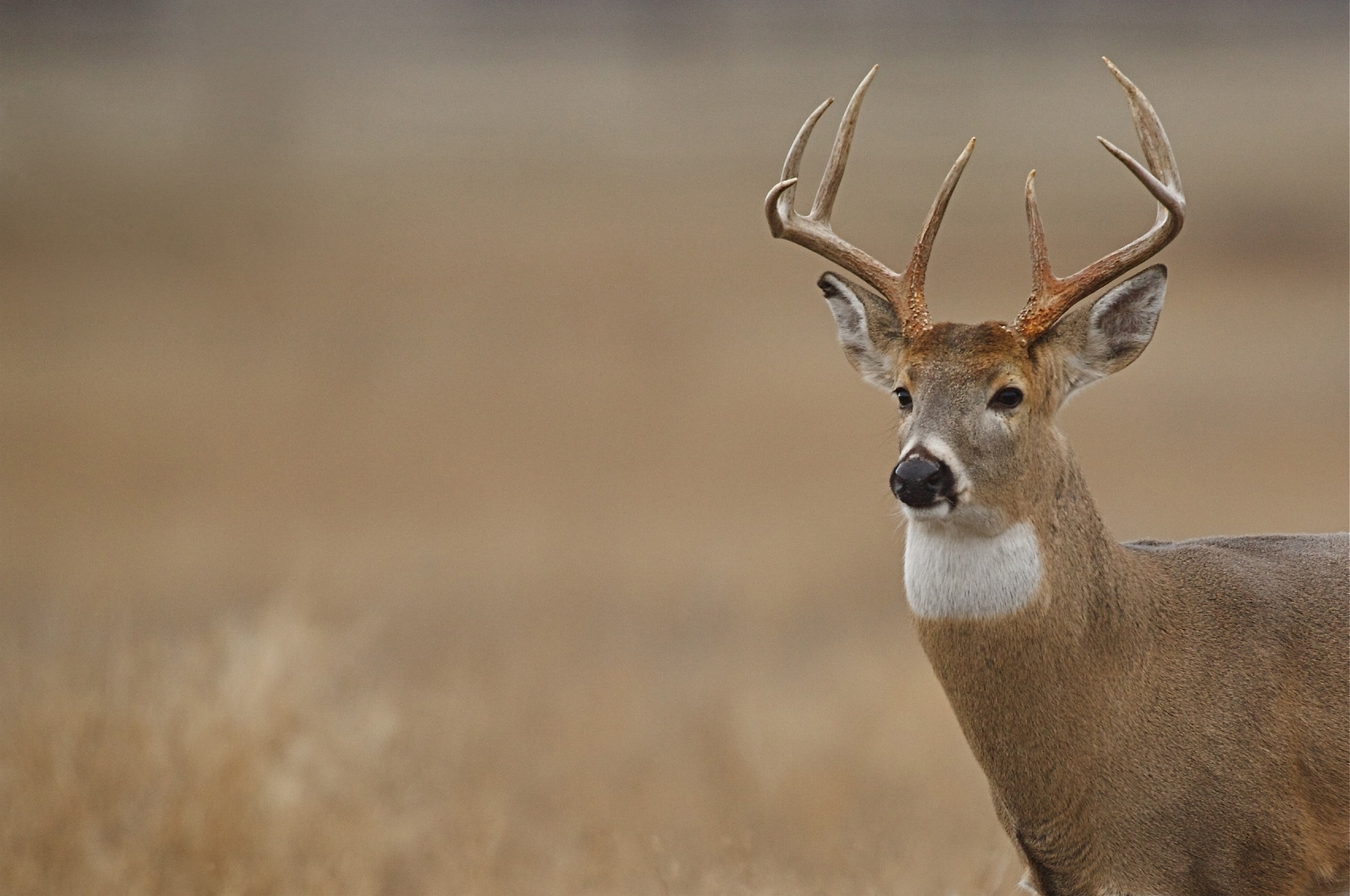 Study: Accelerated evolution of SARS-CoV-2 in free-ranging white-tailed deer. Image Credit: Tom Reichner / Shutterstock.com