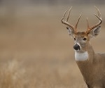 Is the rapid evolution of SARS-CoV-2 in white-tailed deer complicating our fight against the pandemic?