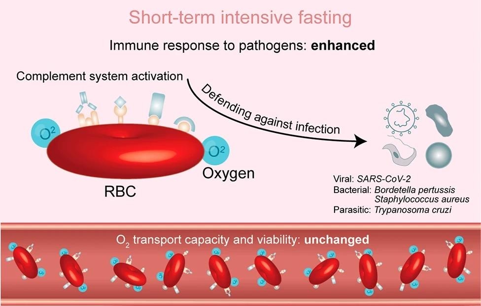 Cartoon illustrating the argument of the immune function of red blood cells by STIF. STIF triggers the activation of the complement system via complement receptors on the membrane of red blood cells to enhance the immune response to various pathogens, particularly SARS-CoV-2. When empowered with upregulated immune function by STIF, red blood cells maintain their oxygen transport capacity and viability
