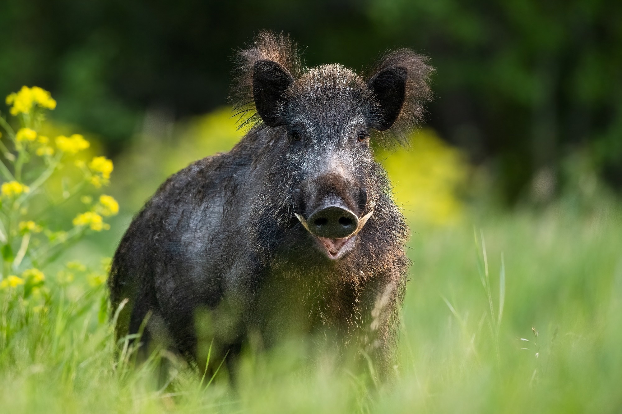 Study: Hepatitis E Virus in the Wild Boar Population: What Is the Real Zoonotic Risk in Portugal? Image Credit: Erik Mandre/Shutterstock.com