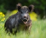 Wild boars and Hepatitis E: Whats the zoonotic risk?