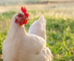 Can SARS-CoV-2 infect poultry?