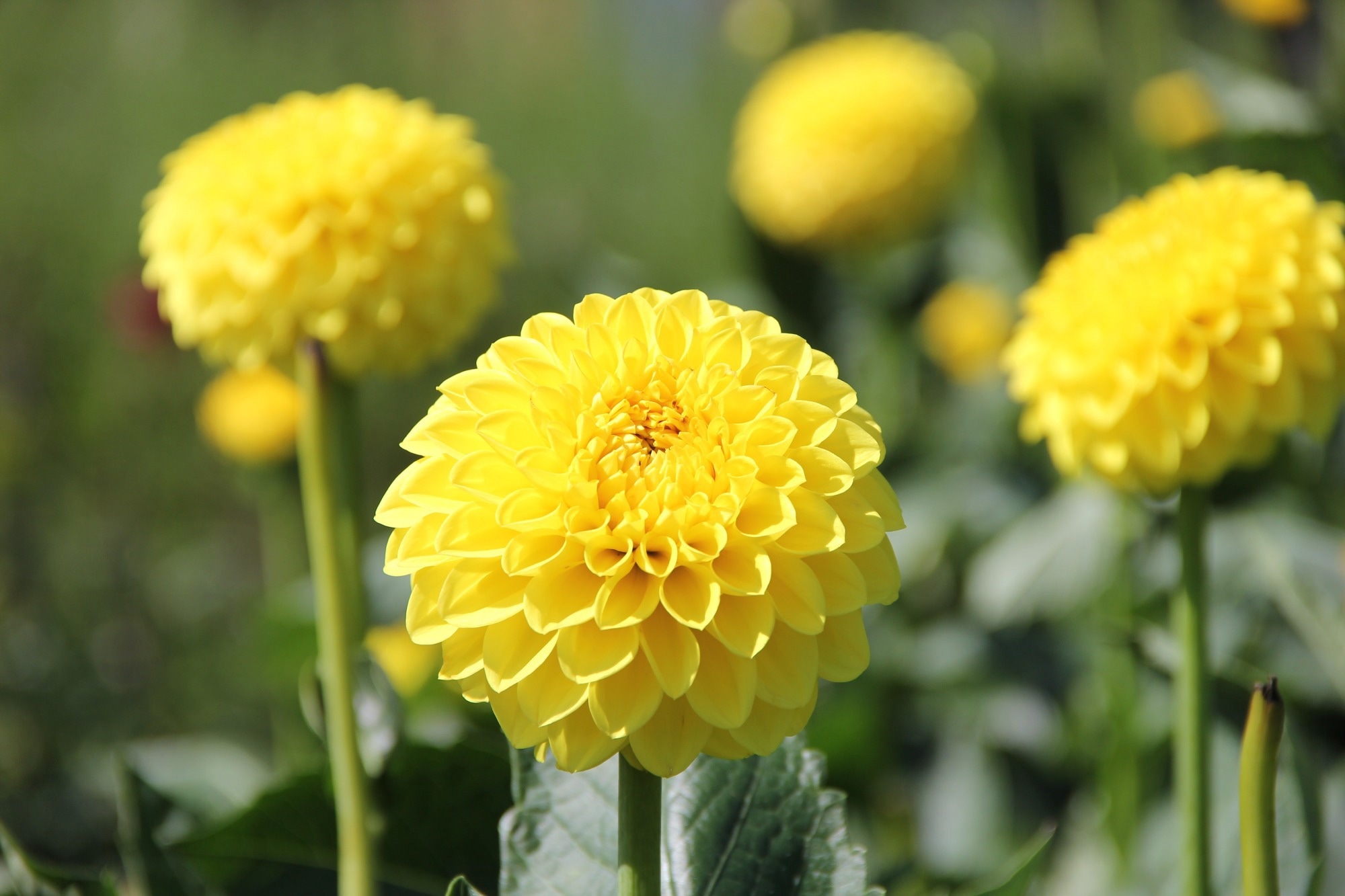 ​​​​​​​Study: A dahlia flower extract has antidiabetic properties by improving insulin function in the brain. Image Credit: Shingo76Misumaru/Shutterstock.com