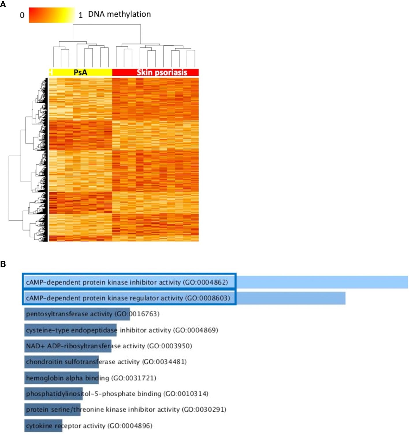 Differentially methylated CpGs differentiate skin psoriasis from PsA. (A) Heat map displaying differentially methylated positions (DMPs) between skin psoriasis and PsA (FDR < 0.05, |Δβ| > 0.1). Normalized DNA methylation levels are displayed on the top left with red indicating reduced methylation and yellow indicating increased methylation levels. (B) Bar diagrams depict the results of Gene Ontology (GO) analysis of hypomethylated genes which presented at least one DMP in their promoter. Top 10 GO terms are represented, and the statistically significant pathways are framed in blue.
