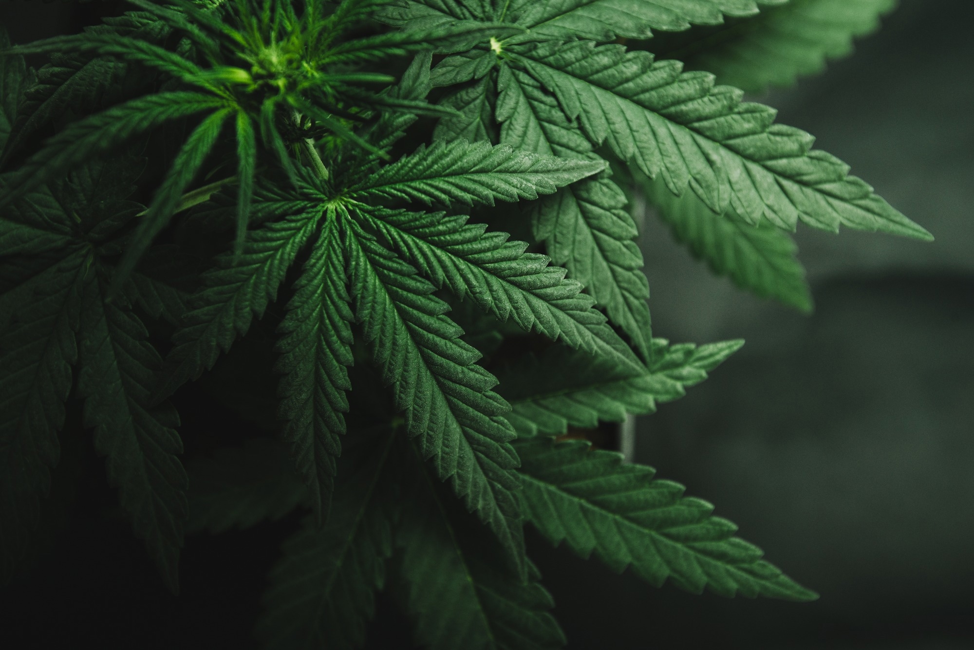 Study: Cannabis-Involved Traffic Injury Emergency Department Visits After Cannabis Legalization and Commercialization. Image Credit: Yarygin/Shutterstock.com