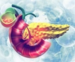 How COVID-19 targets the pancreas revealed
