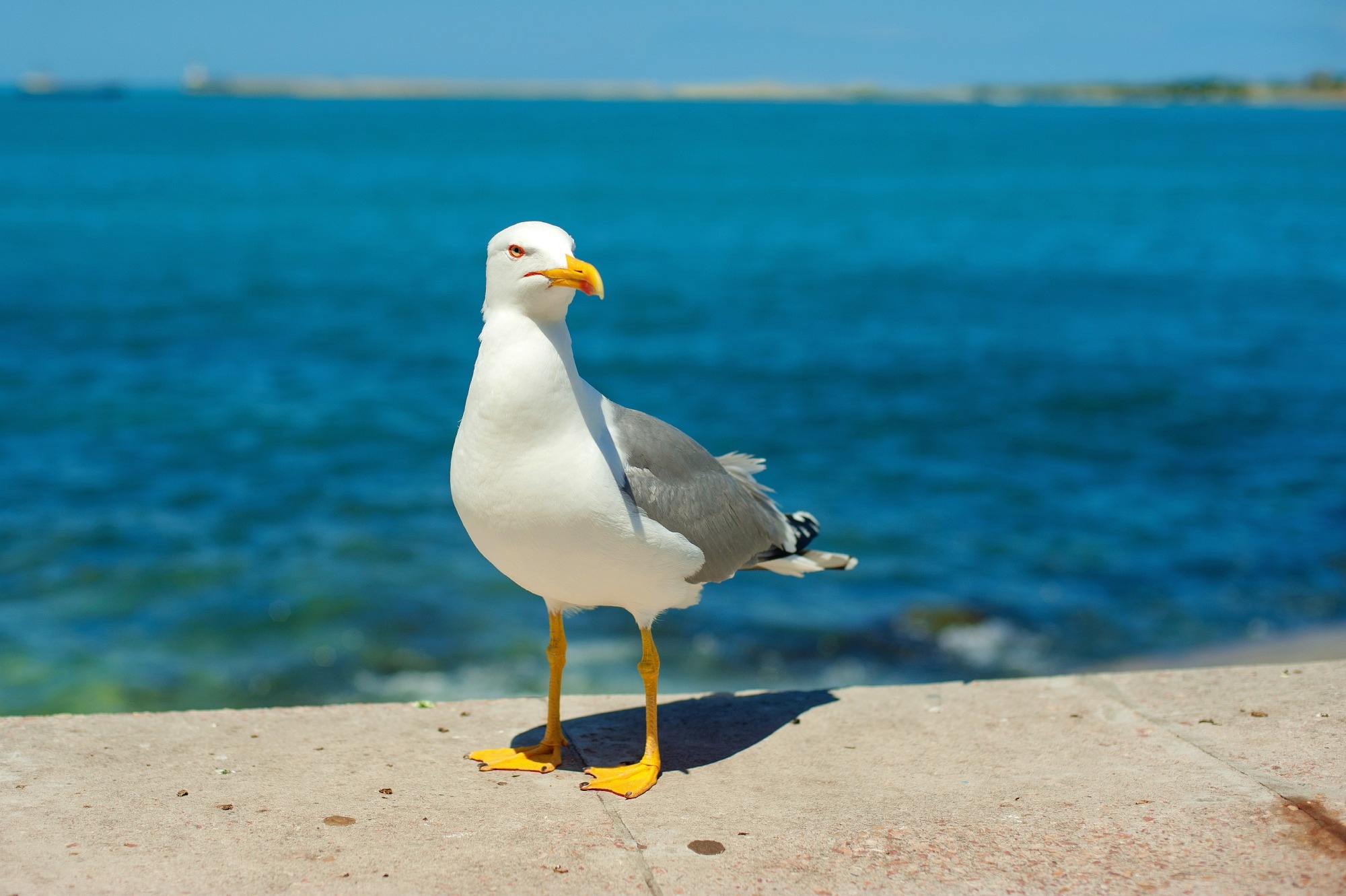 Study: Gulls as a host for both gamma and deltacoronaviruses. Image Credit: Nataliya Dorokhina / Shutterstock.com