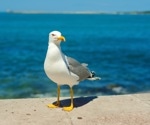 Polish gulls harbor new coronavirus strains, spotlighting avian role in viral evolution
