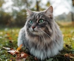Purr-fectly plant-powered: study hints at healthier outcomes for cats on vegan diets