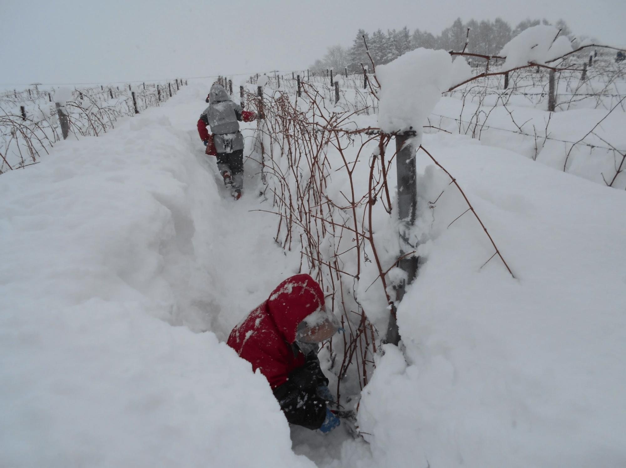 Winter vineyard pruning in Hokkaido, Japan (Image Credit: Hokkaido Wine Co.; Otaru, Hokkaido, Japan).