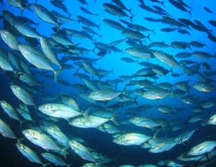 Is your seafood safe? New study reveals alarming levels of toxins in Pacific Ocean marine life