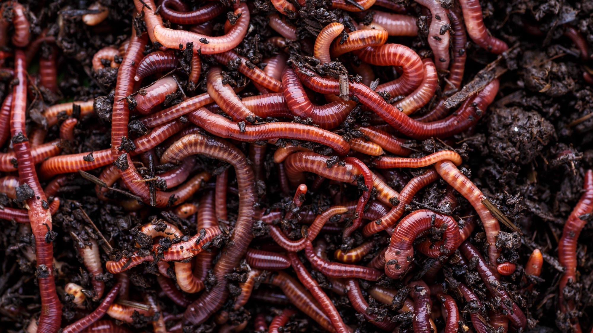 Study: Earthworms contribute significantly to global food production. Image Credit: Bukhta Yurii / Shutterstock