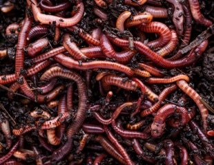 Earthworms boost global crop production by 140 million tons