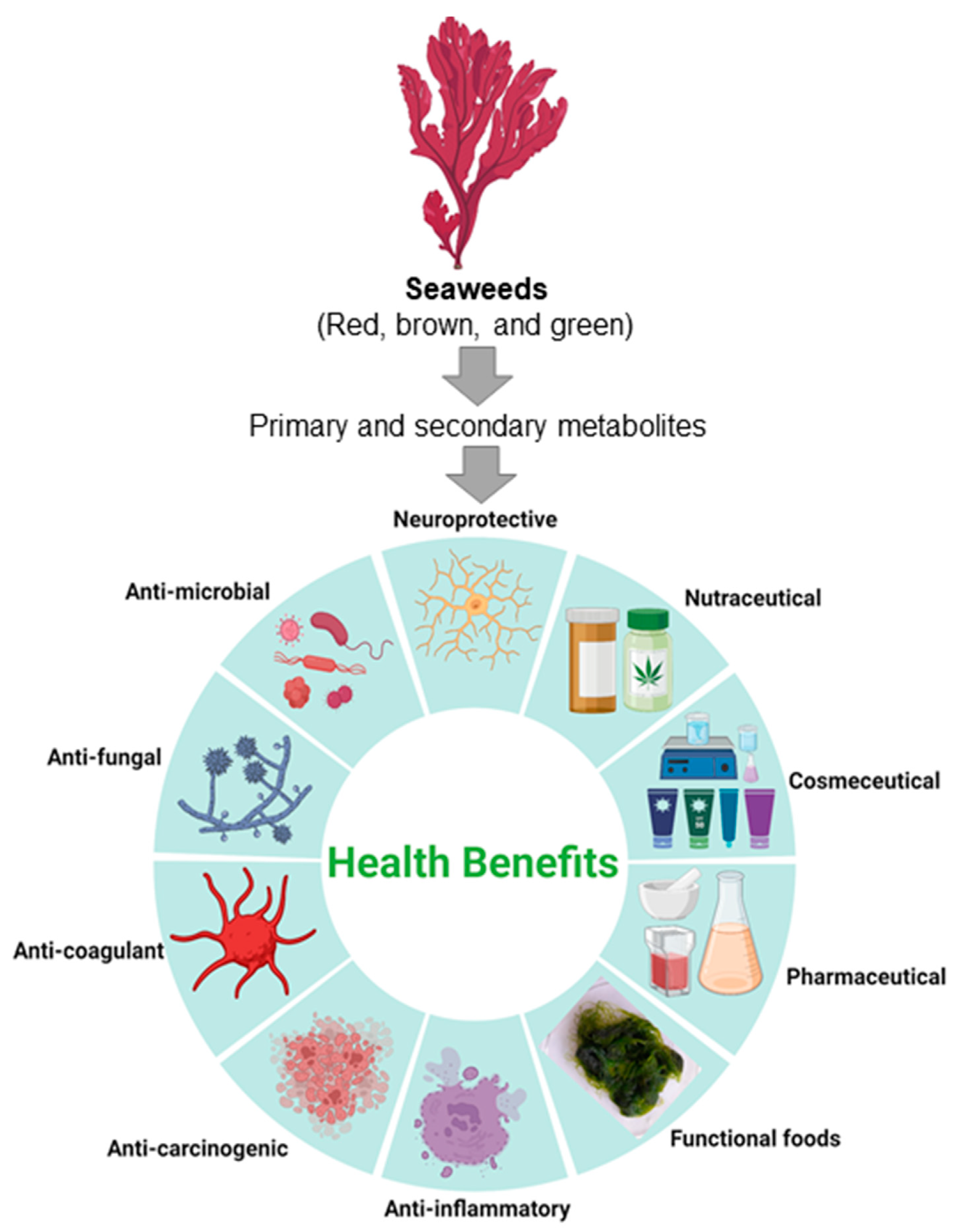 A schematic illustration of seaweed primary and secondary metabolites and their possible application as bioactive compounds and functional foods with the desired benefits.