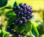 Black Chokeberry (Aronia melanocarpa) diabetes benefits: Hope or hype?