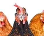 Genetically edited chickens show resistance to avian influenza in landmark study