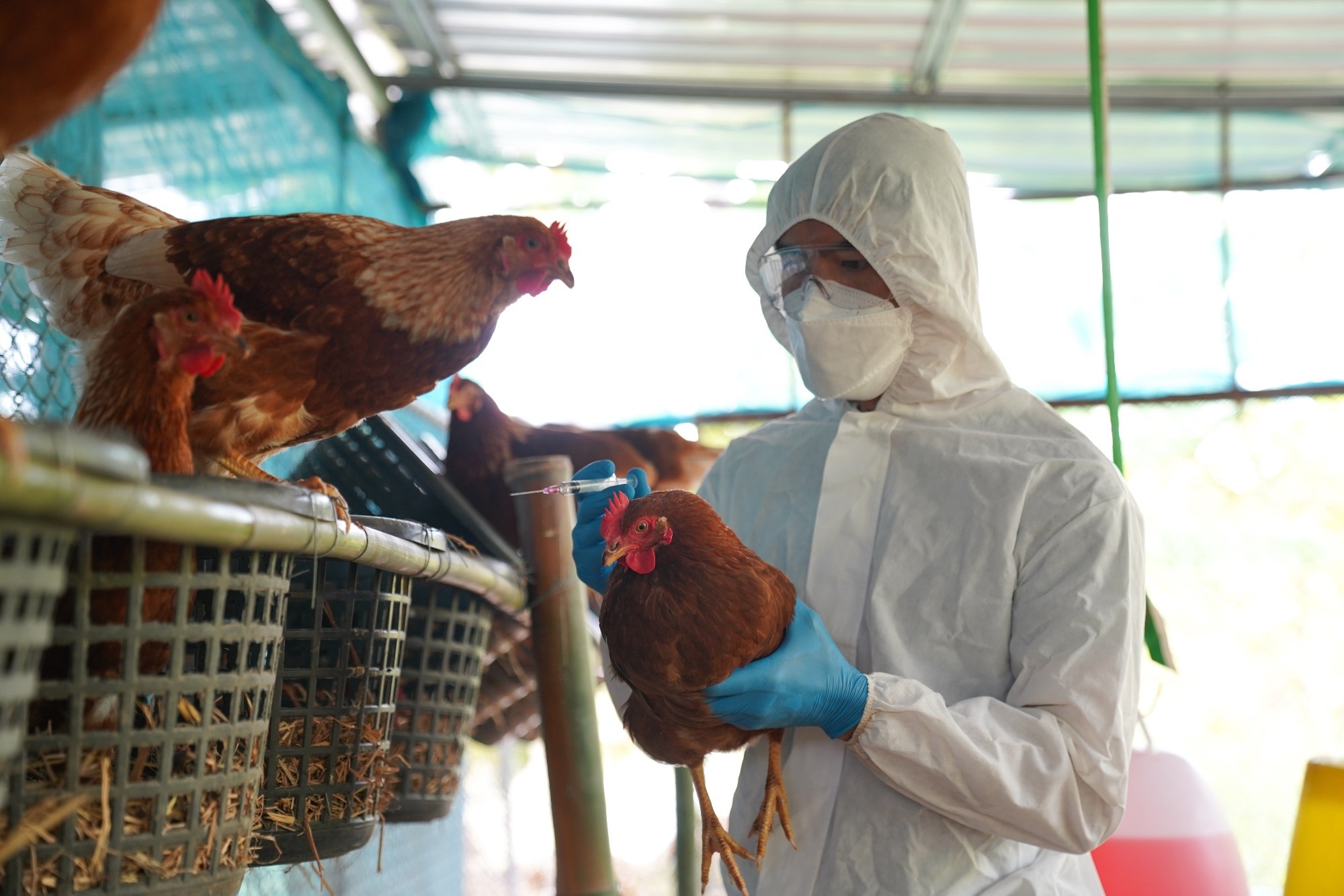 Man in protective gear tests a chicken for bird flu