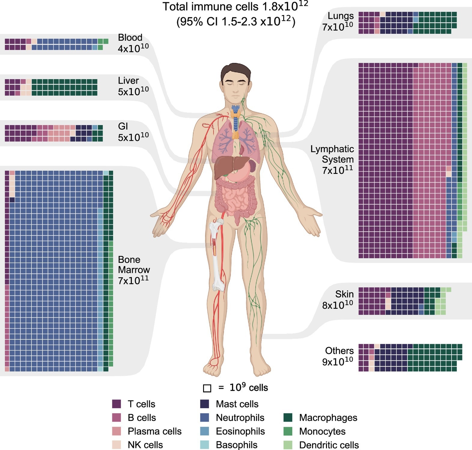 The distribution of immune cells in the human body. Estimates of immune cell populations by cell type and tissue grouped by primary tissues and systems. The tissues are displayed via a chart of the human body. A waffle chart depicts the distribution of immune cells in each tissue, with each square representing a population of 109 cells. To facilitate the presentation, the populations were rounded to multiples of 109. The total population of each tissue is shown with one significant digit. Throughout all the figures, cell types are color-coded for ease of reference. GI = gastrointestinal tract. Other tissues and organs include the brain, heart, adipose tissue, skeletal muscles, kidneys, etc.