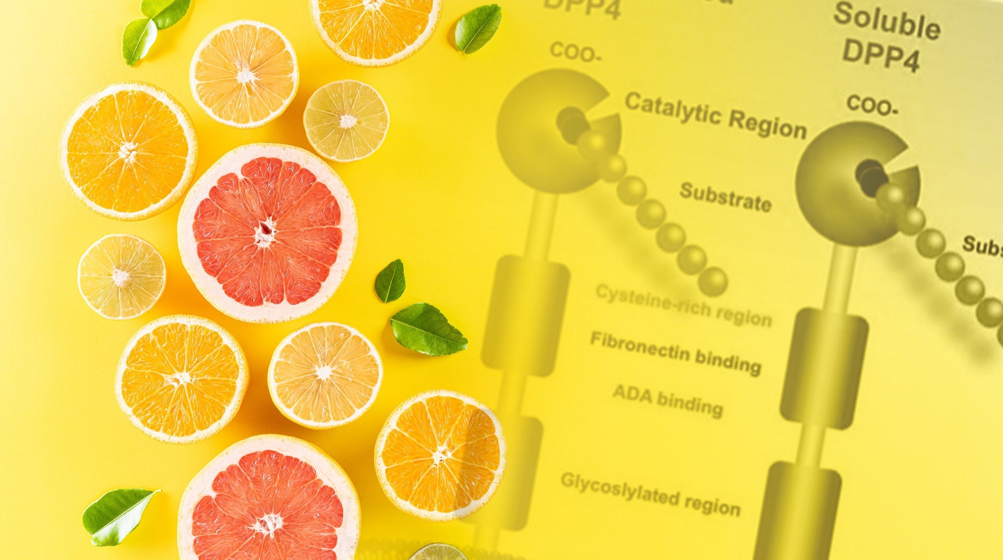 Citrus compounds show zesty promise in type 2 diabetes management