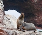 Avian flu decimates 5% of Peru's sea lions, sparking conservation alarm