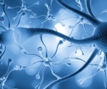 TIMP2 protein identified as key player in brain plasticity and memory