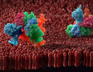 Empowering oncology research: Transmembrane proteins and cutting-edge production platforms