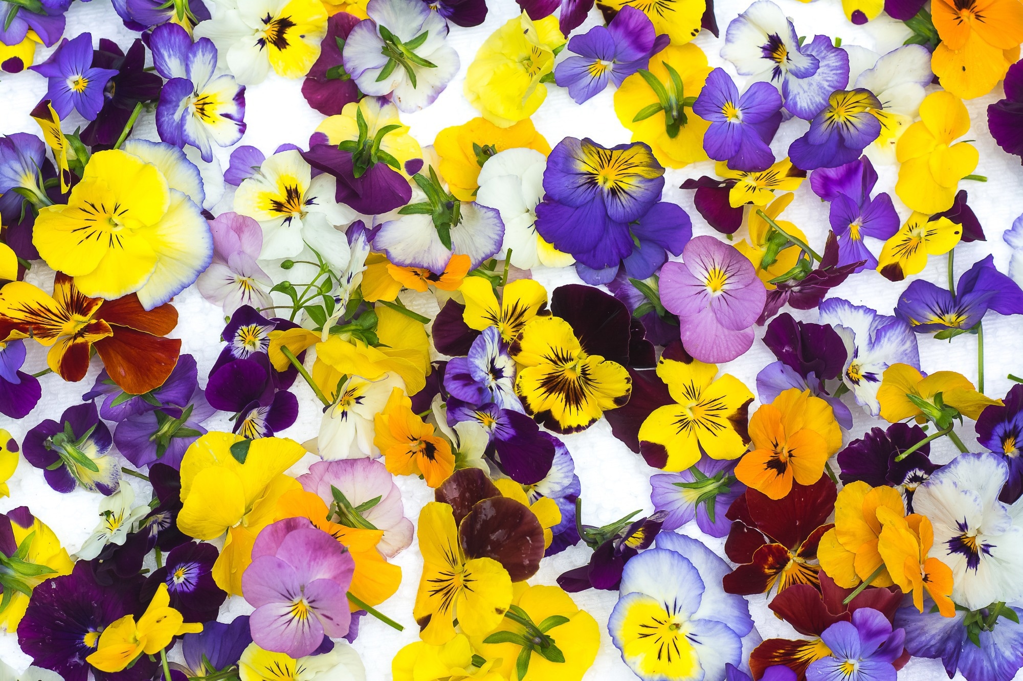 Unfolding the petal-perfect virtues of edible flowers
