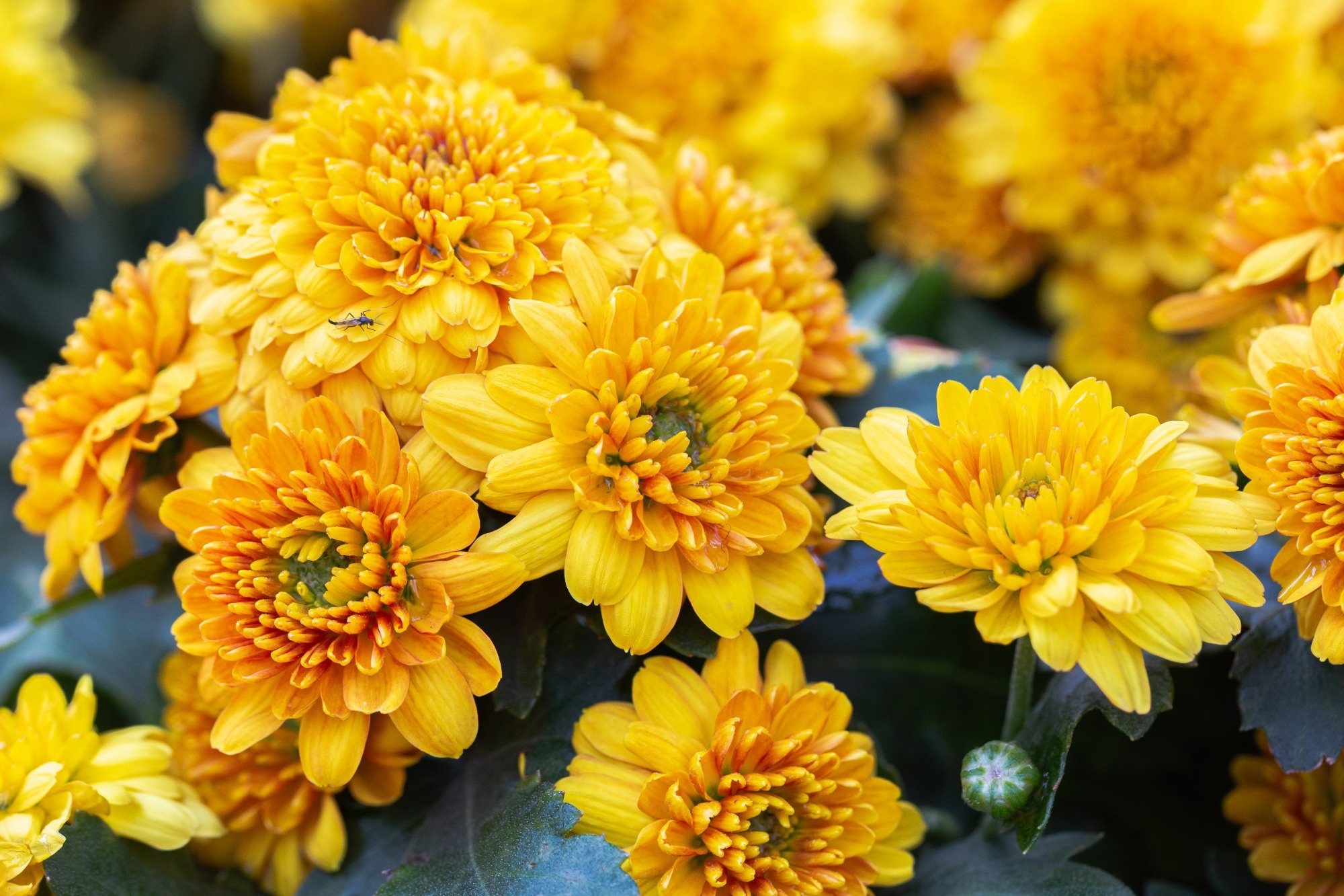 Chrysanthemums. Image Credit: Old Man Stocker / Shutterstock