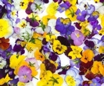 Blooming health: Unfolding the petal-perfect virtues of edible flowers