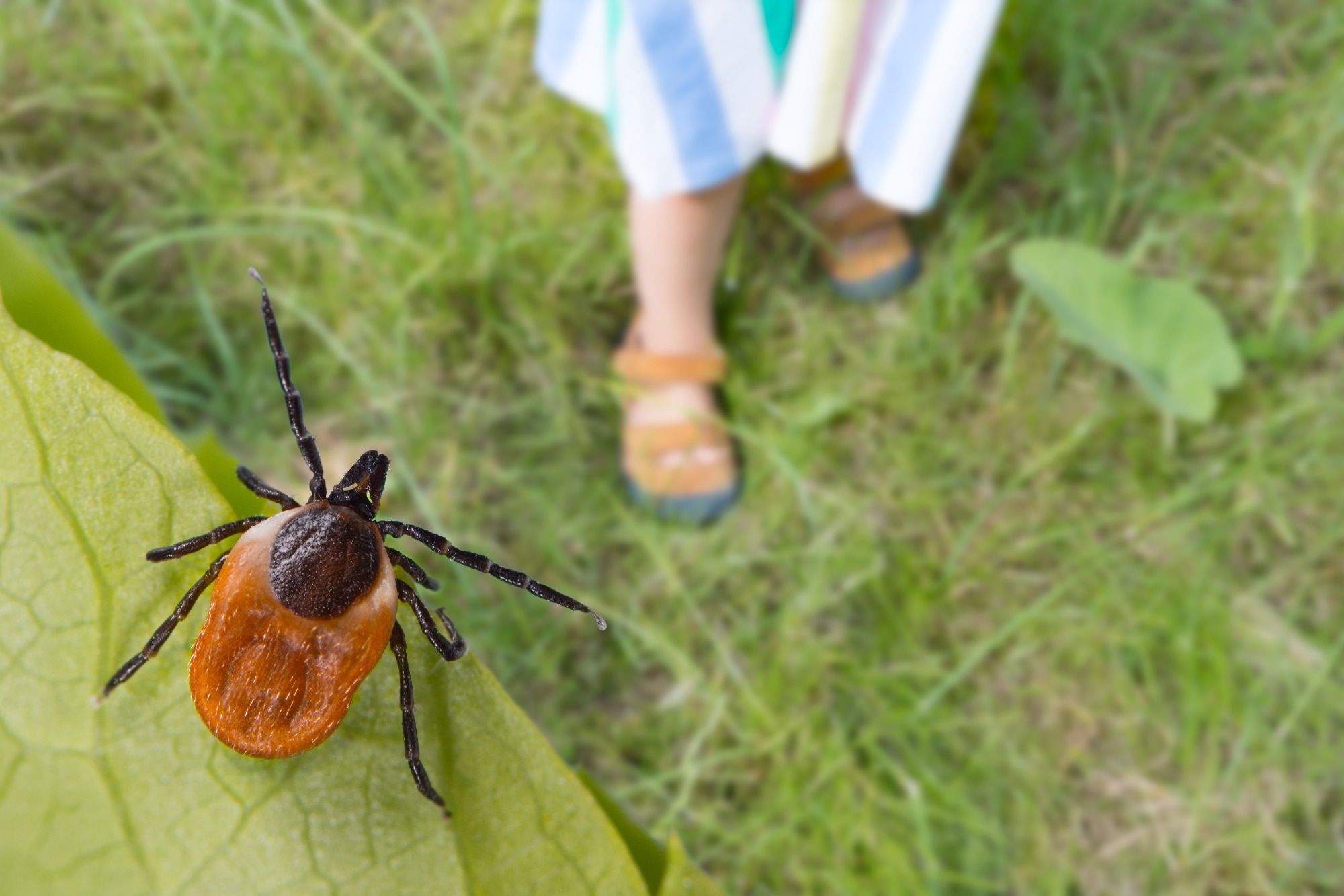 Study: The expanding range of emerging tick-borne viruses in Eastern Europe and the Black Sea Region. Image Credit: KPixMining/Shutterstock.com