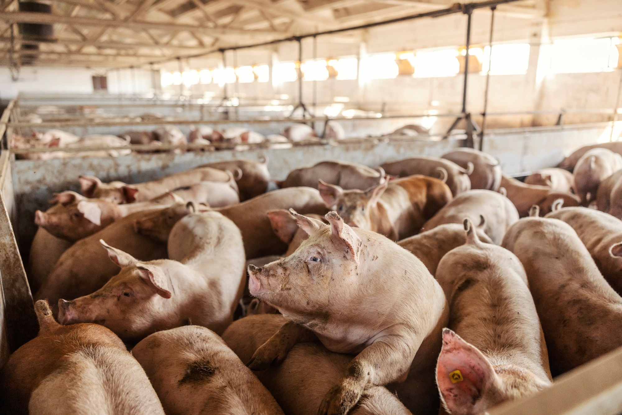 Study: The emergence and diversification of a zoonotic pathogen from within the microbiota of intensively farmed pigs. Image Credit: Dusan Petkovic / Shutterstock