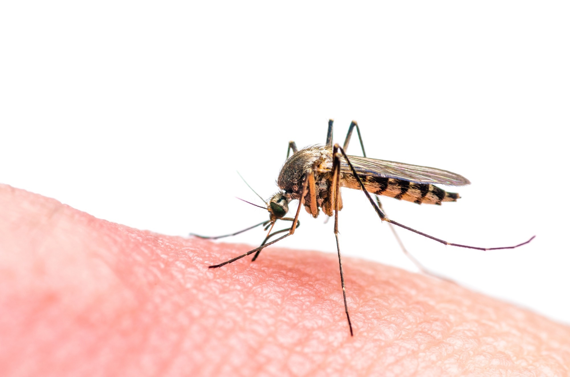 Study: Exploring the immunogenicity of an insect-specific virus vectored Zika vaccine candidate. Image Credit: nechaevkon/Shutterstock.com