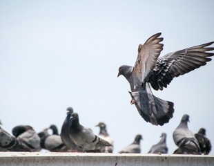 Pigeon virus causes fatal neurological disease in young leukemia patient