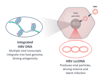 Tune Therapeutics unveils potentially curative approach to treating chronic HBV infection