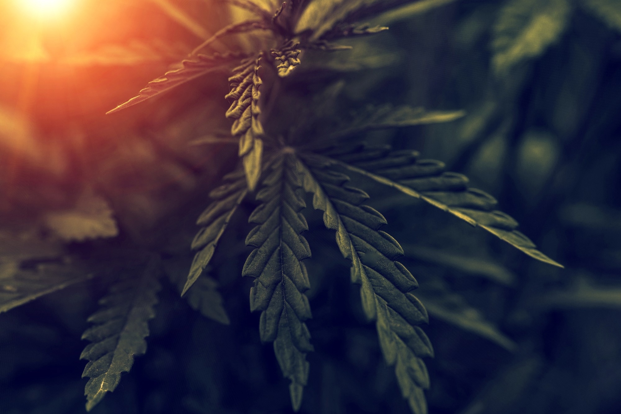 Study: Multi-ancestry genome-wide association study of cannabis use disorder yields insight into disease biology and public health implications. Image Credit:Lumppini/Shutterstock.com
