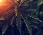 Significant genetic variations linked to cannabis use disorder identified in major global ancestries