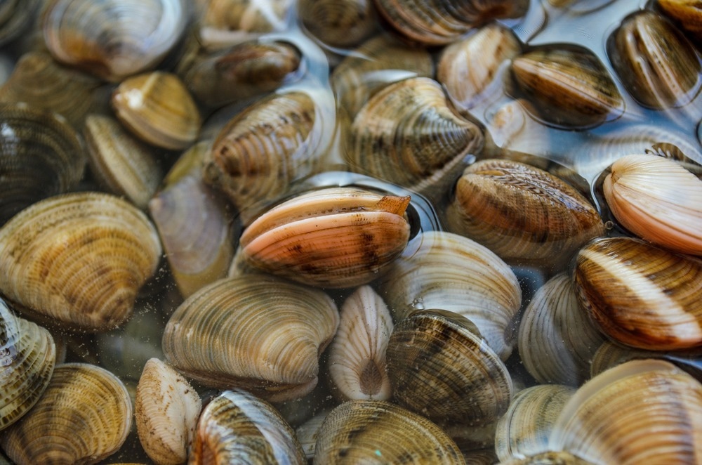 Study: Naked Clams to open a new sector in sustainable nutritious food production. Image Credit: Andreea Photographer/Shutterstock.com