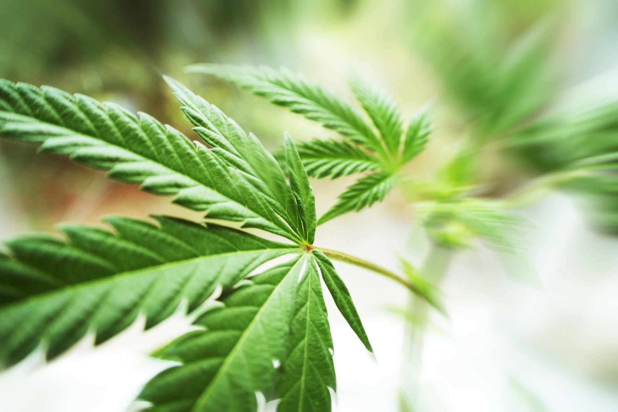 Study: Multi-ancestry genome-wide association study of cannabis use disorder yields insight into disease biology and public health implications. Image Credit: ShutterstockProfessional / Shutterstock.com