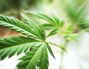 Genome study unveils genetic ties between cannabis use disorder and lung cancer risk