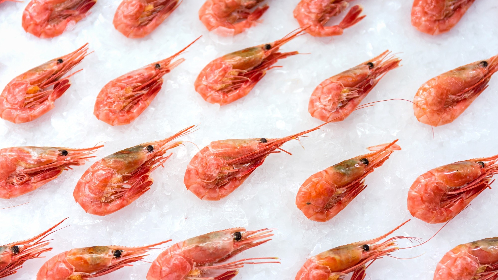 Expert Review: Uterine packing with chitosan-covered tamponade to treat postpartum hemorrhage. Northern prawn Pandalus borealis. Image Credit: Vic Lab / Shutterstock