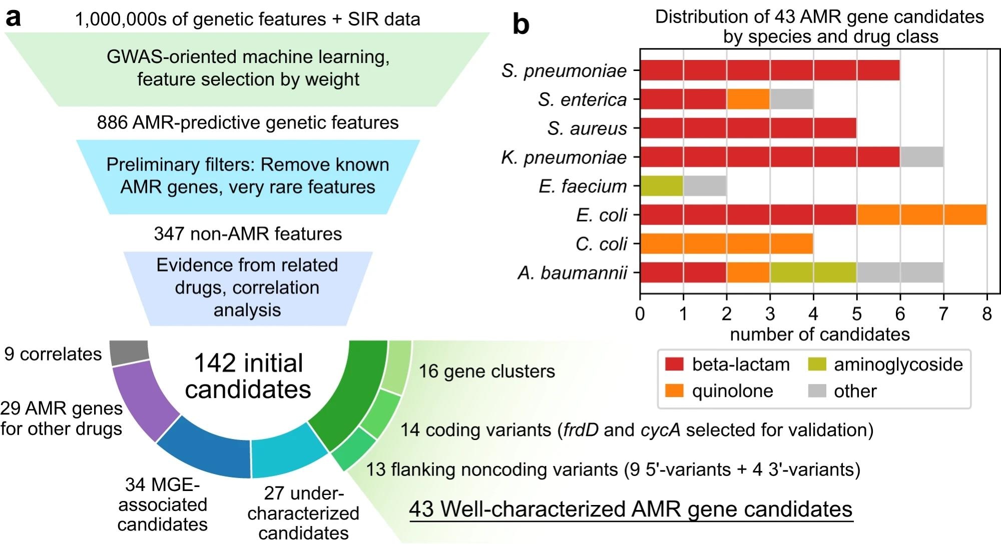 a Candidate identification workflow. From each trained AMR-ML model, the top 10 predictive features were identified, filtered for features that are neither known AMR genes nor very rare, ranked based on statistical evidence for resistance in other related drugs, and finally categorized by functional annotation. When multiple features related to the same gene were predictive of resistance, the feature with the strongest evidence was selected and the others were labeled as correlates. Mobile genetic element is abbreviated MGE. b Distribution of 43 well-characterized AMR gene candidates by species and drug class.