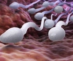 New study provides convincing evidence of the essential role of cylicins in sperm development and fertility