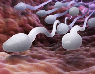 New study provides convincing evidence of the essential role of cylicins in sperm development and fertility