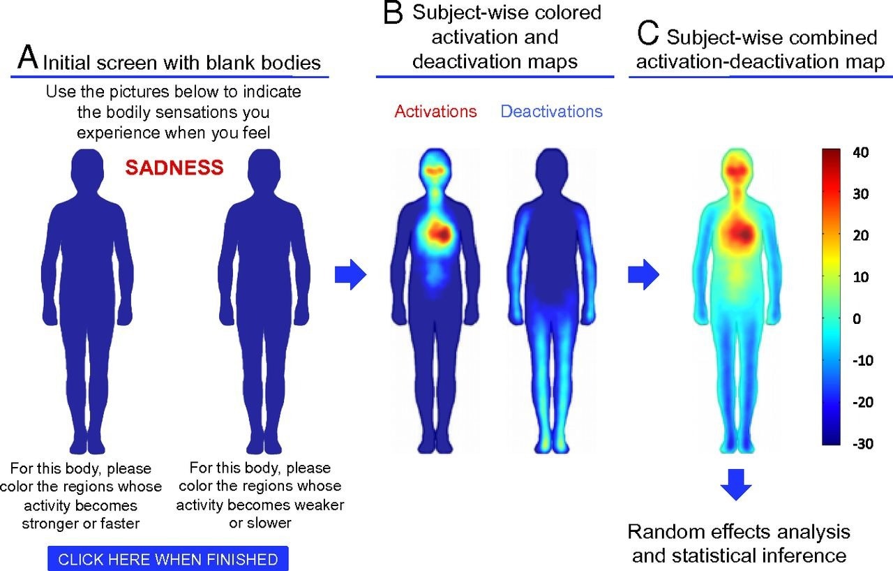 The emBODY tool. Participants colored the initially blank body regions (A) whose activity they felt increasing (left body) and decreasing (right body) during emotions. Subjectwise activation–deactivation data (B) were stored as integers, with the whole body being represented by 50,364 data points. Activation and deactivation maps were subsequently combined (C) for statistical analysis.